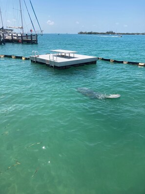 Miscellaneous - 2-bedroom condo in the heart of Key West- private beach & pool, tiki bar on-site (Key West)