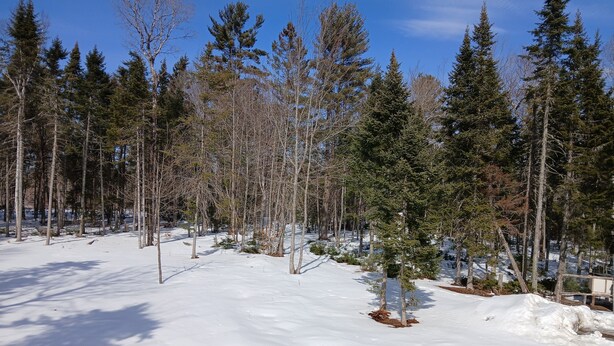 A snowy forest with tall trees and a clear sky.