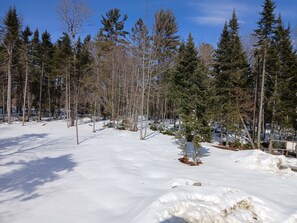 Une forêt enneigée, avec de grands arbres et un ciel dégagé.