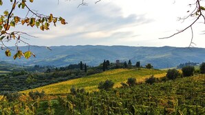 Ein Weinberg mit Rebenzeilen, hügeliger Landschaft und fernen Bergen.