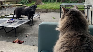 Un perro sobre una mesa, un gato en una silla y un árbol en un patio trasero.