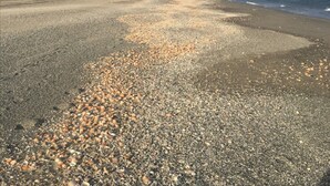 Una playa con piedras y una vista distante de un edificio.