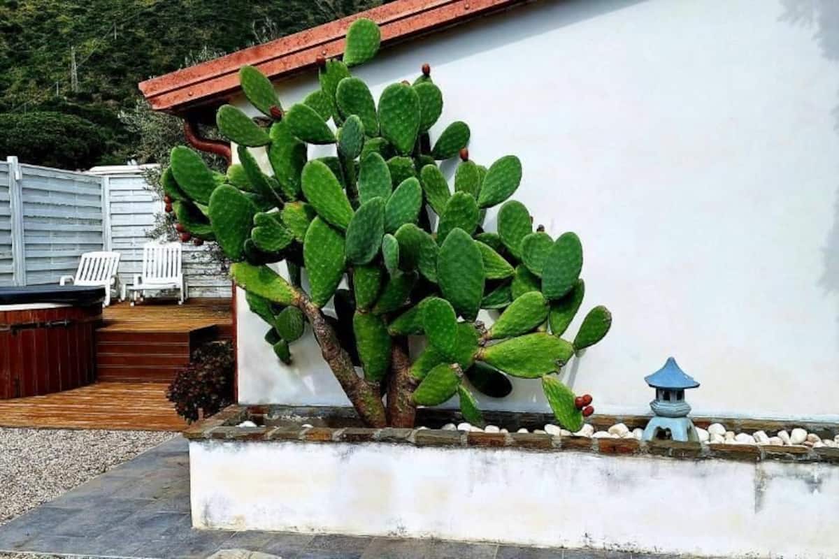 Suite Deluks, pemandangan pantai