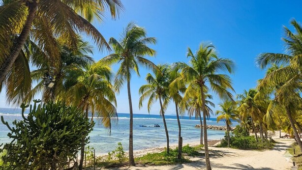 Une plage bordée de palmiers, sous un ciel bleu et dégagé.