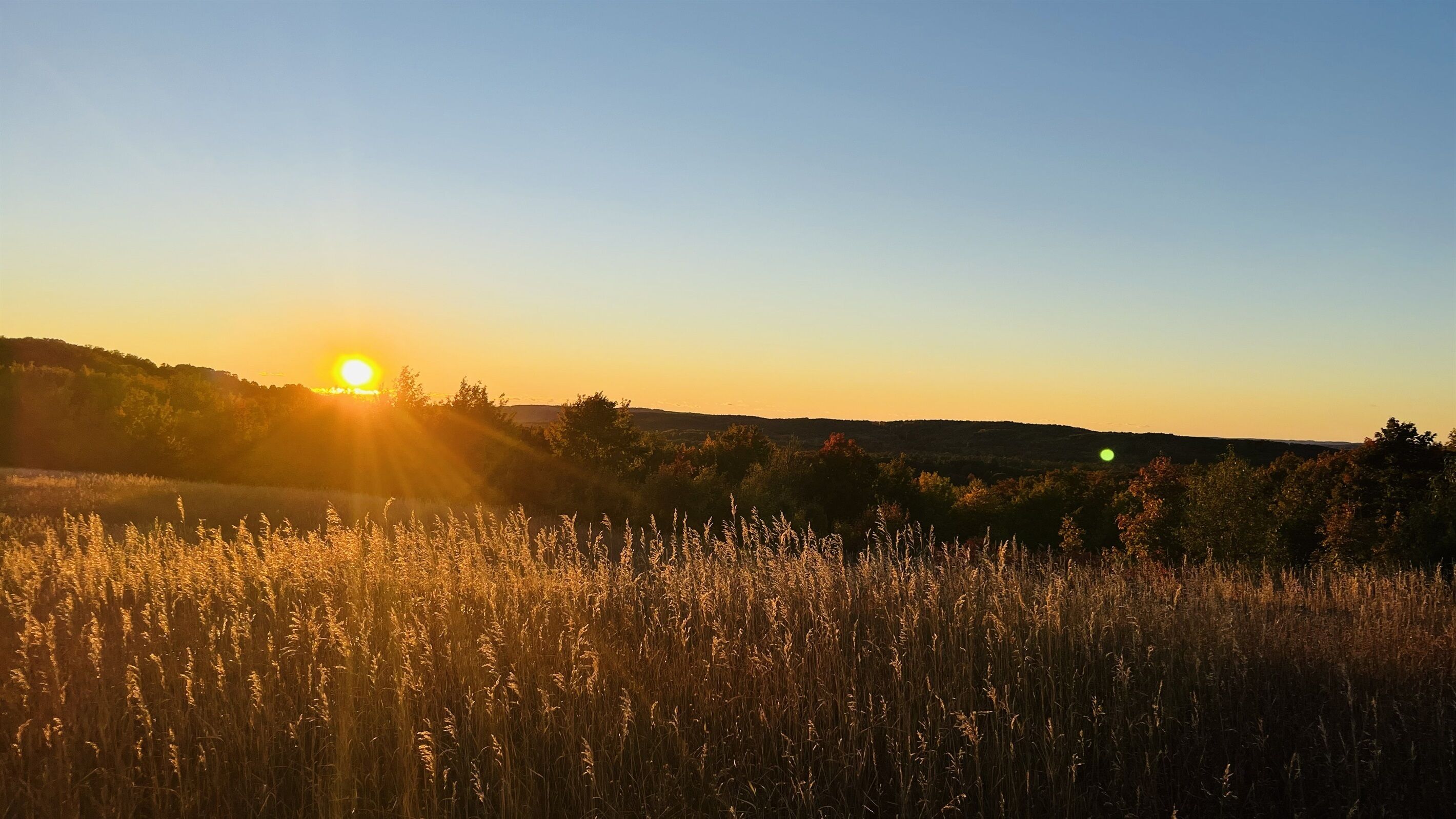 Un coucher de soleil sur un champ d’herbes hautes, sous un ciel dégagé.