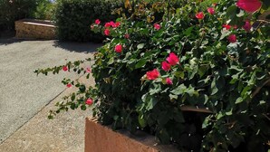 Een kusttuin met levendige roze bloemen en uitzicht op zee.