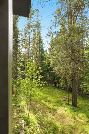 A forested area with tall trees and a grassy ground.
