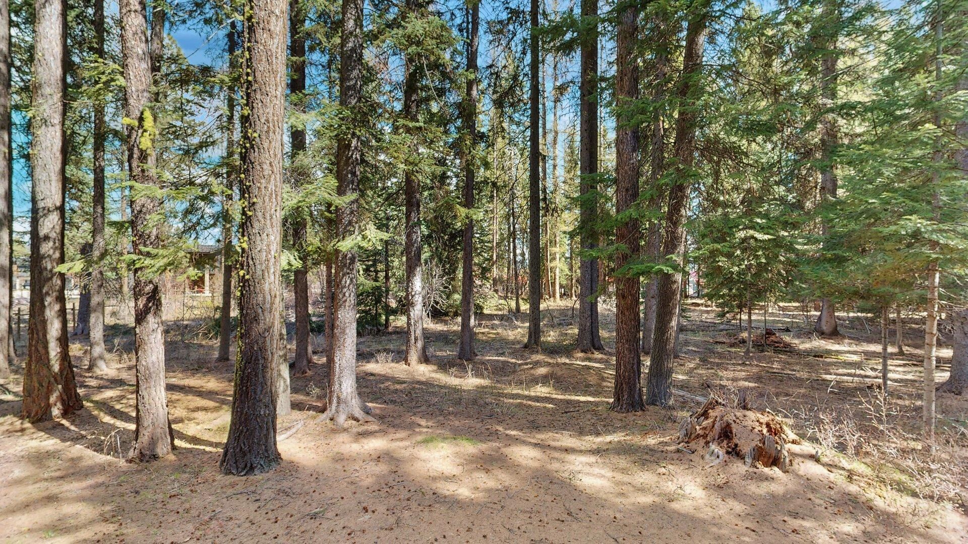 Una foresta con alberi alti e terreno sterrato.