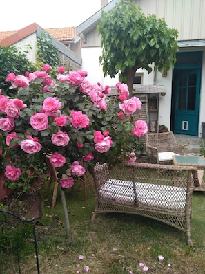 Un jardin avec des rosiers roses, une chaise en osier et une table.