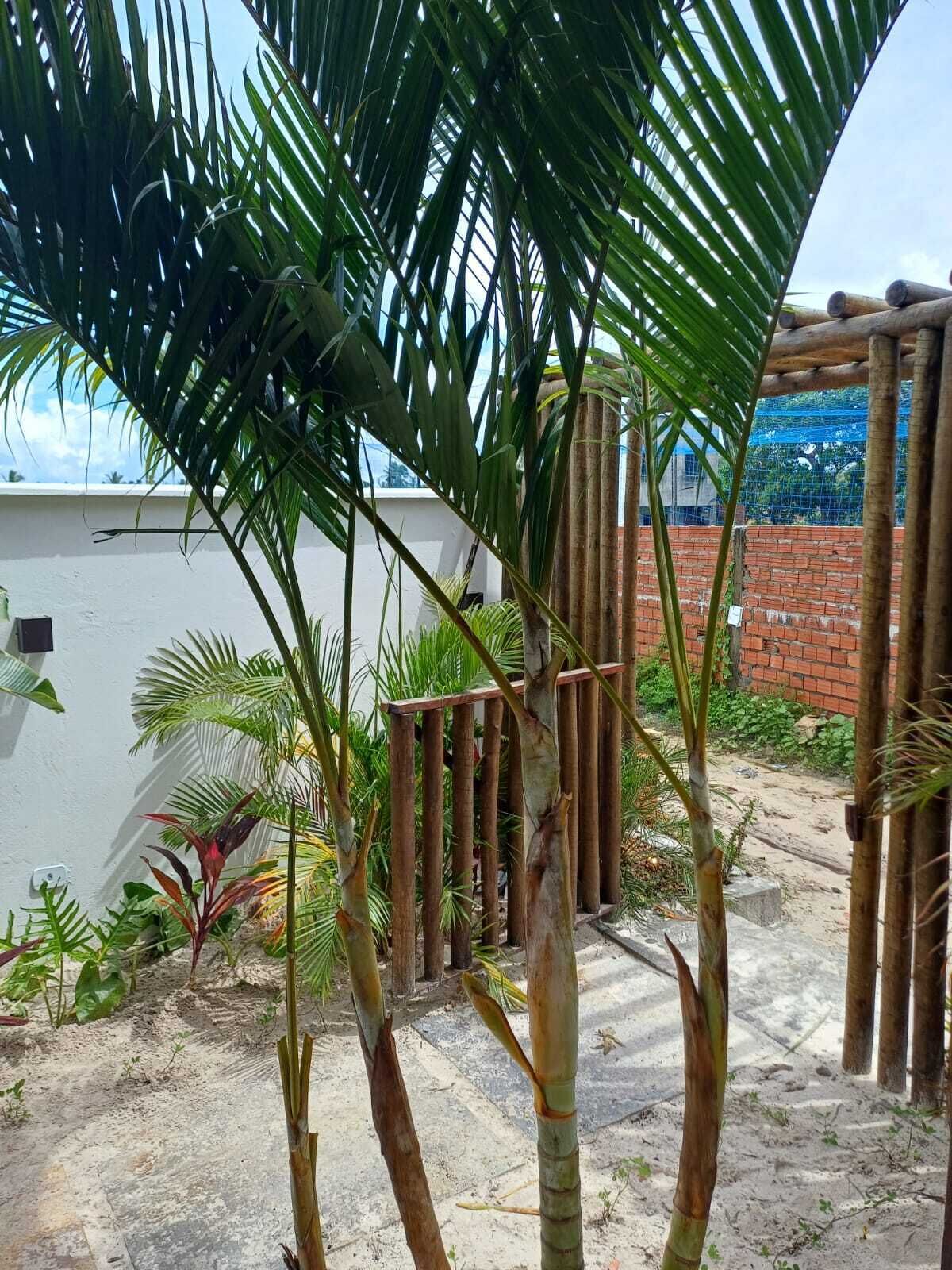 Un jardin agrémenté de palmiers, une clôture en bambou et un mur en briques.
