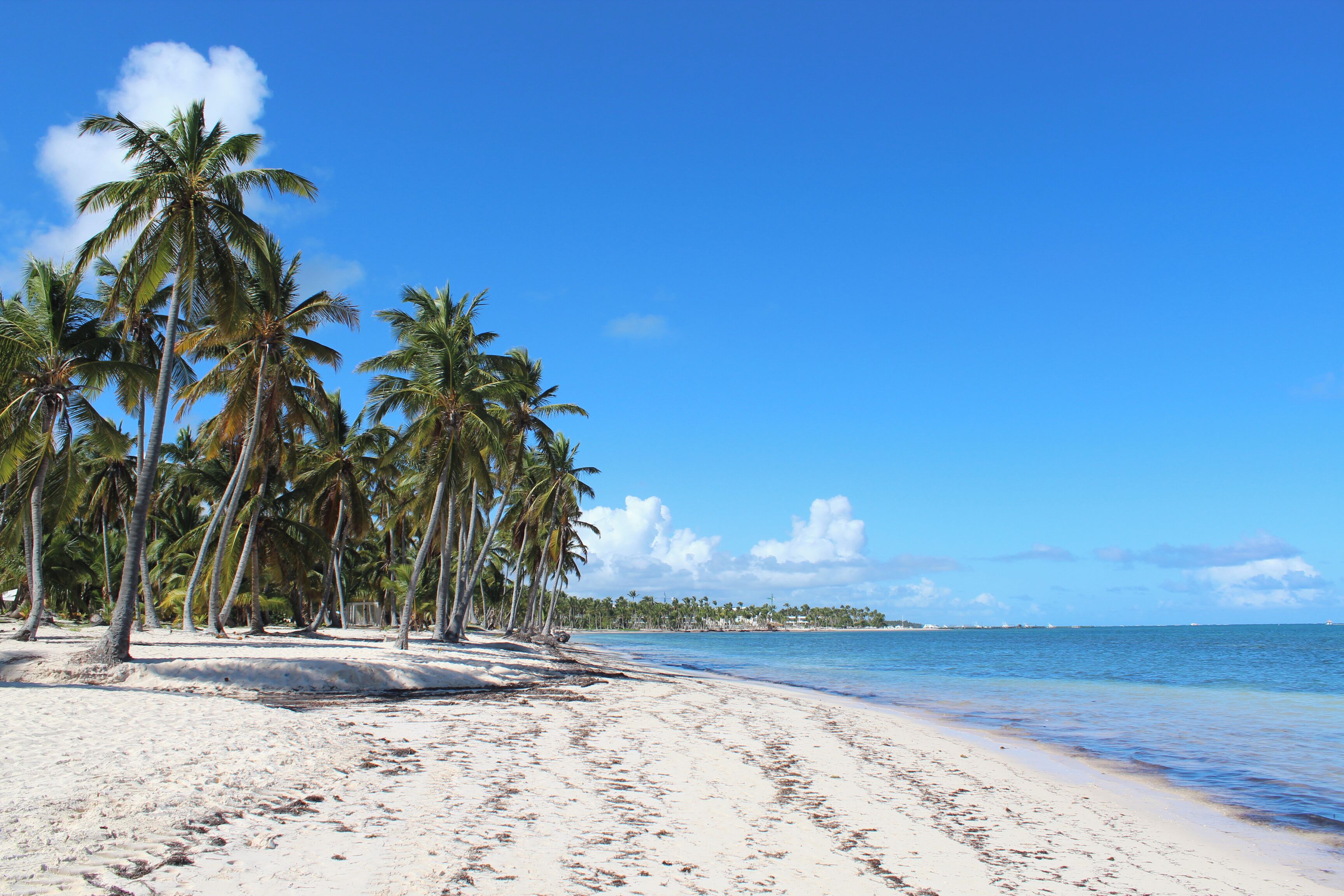 Ein Strand mit Palmen und wolkenlosem, blauem Himmel.