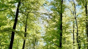 Un camino de tierra arbolado, con árboles altos y cielo despejado.