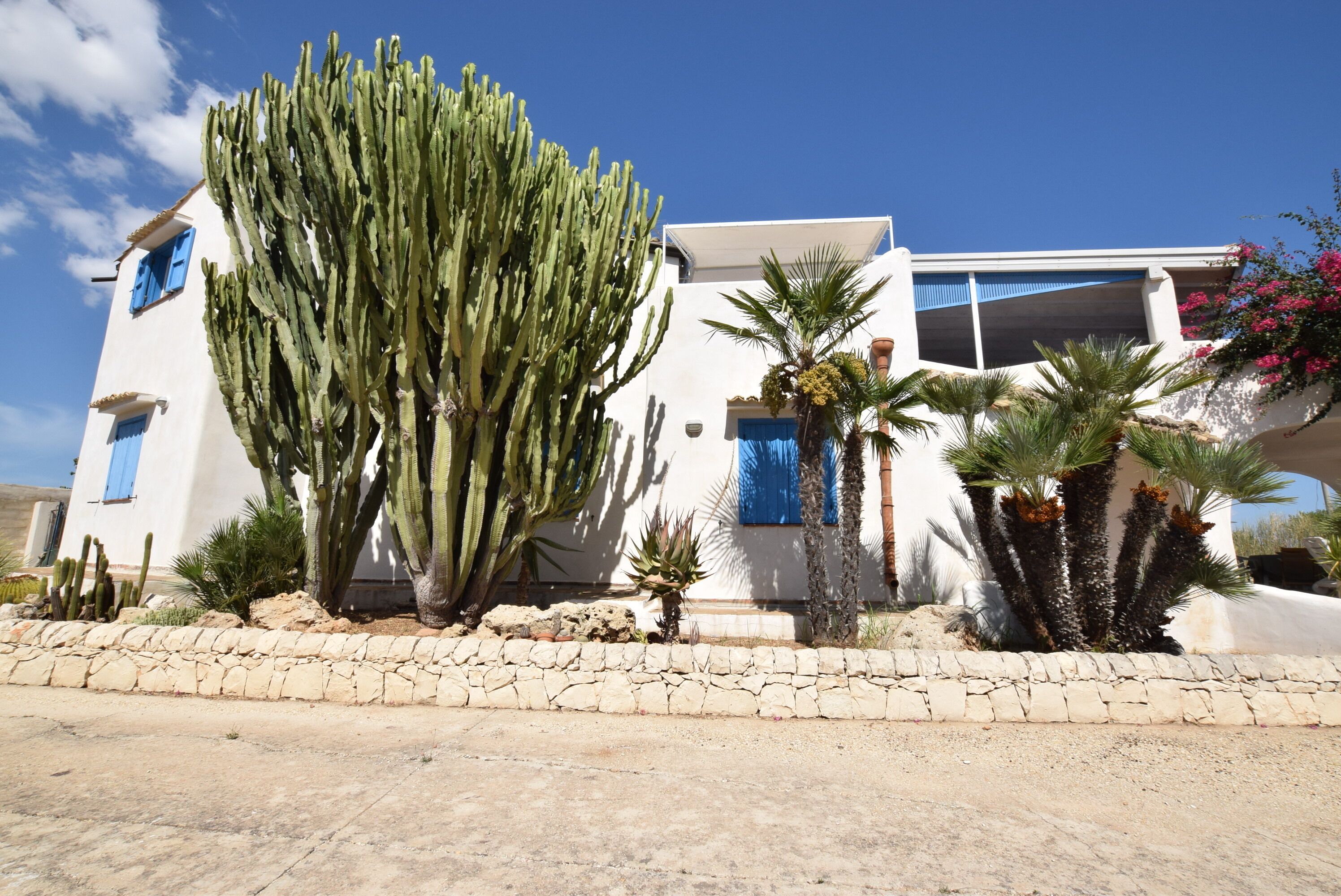 Un bâtiment blanc avec des volets bleus, un grand cactus et des palmiers.
