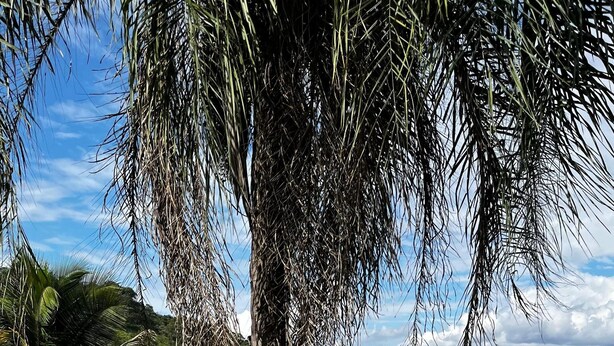A swimming pool surrounded by lush greenery and a hilly landscape. - Sítio Encanto Brumadinho - Lodging near INHOTIM, ideal for families. (Brumadinho)