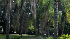 A stone pathway in a park with palm trees and grass. - Sítio Encanto Brumadinho - Lodging near INHOTIM, ideal for families. (Brumadinho)