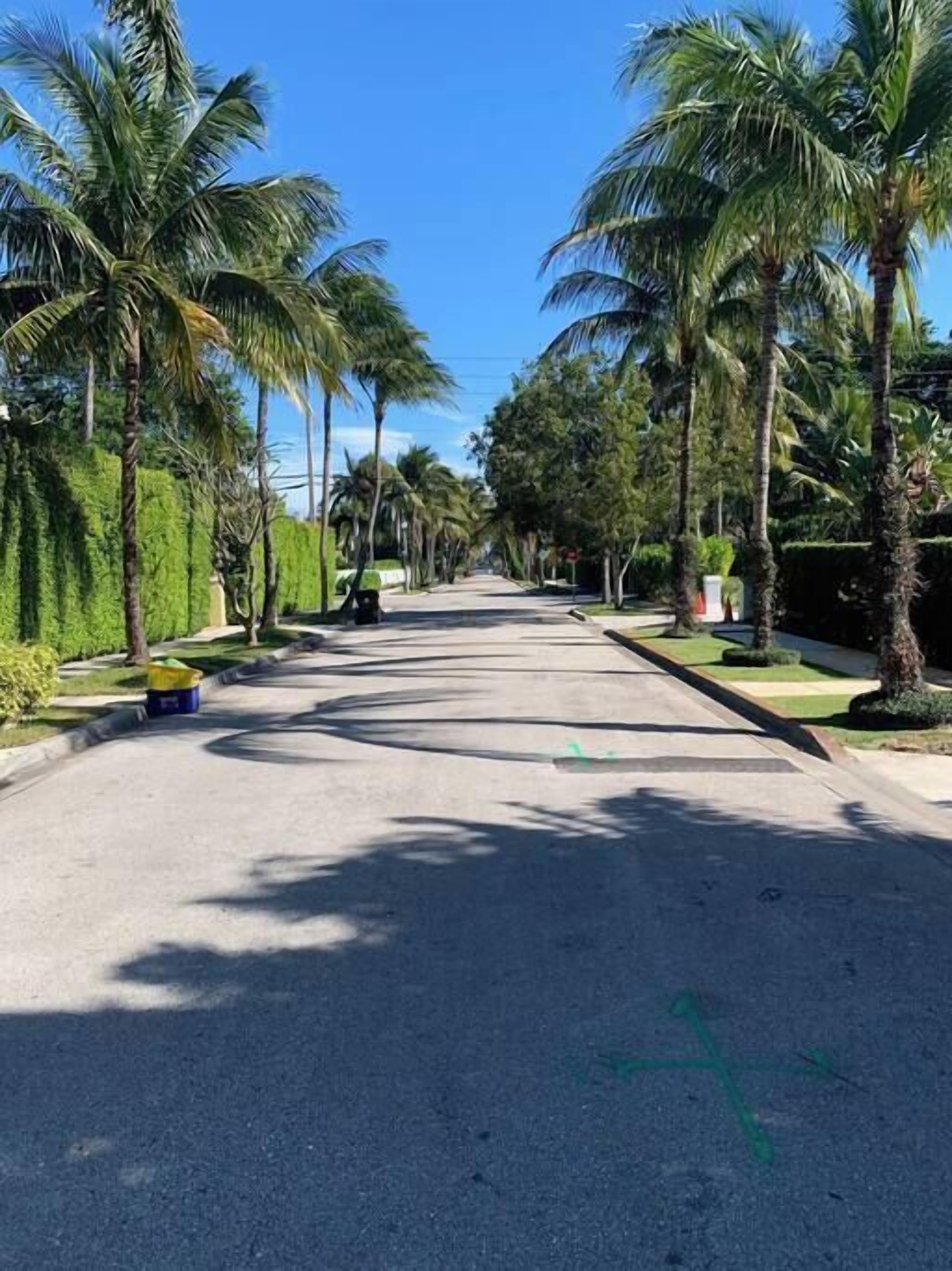 Una calle bordeada de palmeras bajo un cielo azul despejado.