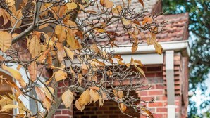 A brick building with a small porch and a door. - Charming Cozy Home Near Local Shops & Chadstone SC (Camberwell)
