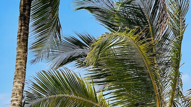 Three camels with decorative elements, a palm tree, and a beach setting. - Diani Beachfront Paradise (Diani Beach)