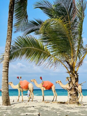 Three camels with decorative elements, a palm tree, and a beach setting. - Diani Beachfront Paradise (Diani Beach)