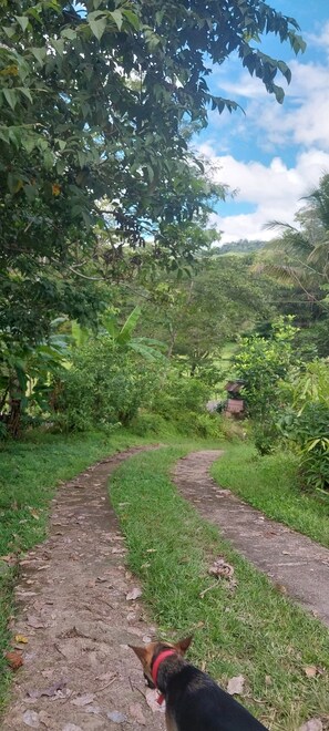 Property grounds - Casa Taupe, 5 min from 🌴🌴🌴🌴🌴🌴🌴🌴Playa Carrillo🌴🌴🌴 and 7 min from Camaronal🏄🏄🌴🌴🐢🌞 (Estrada)