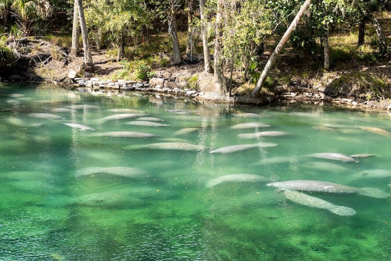 Un río con agua cristalina y varios peces nadando.