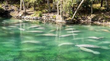 Un río con agua cristalina y varios peces nadando.