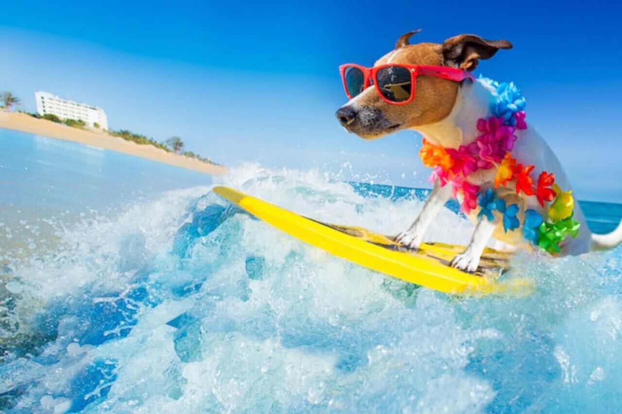 Un perro sobre una tabla de surf en la playa.