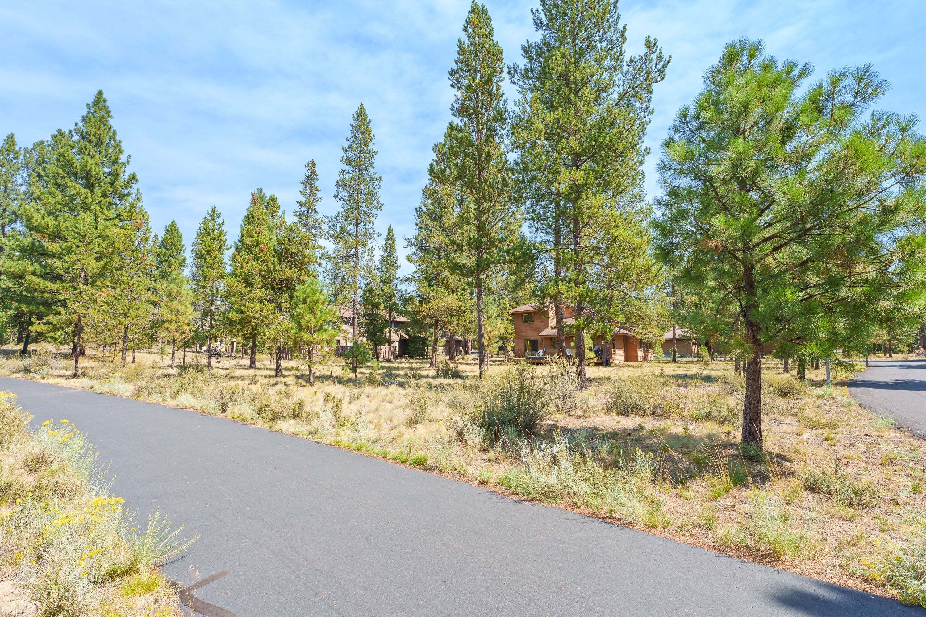 A road with pine trees and a building with a brown roof.