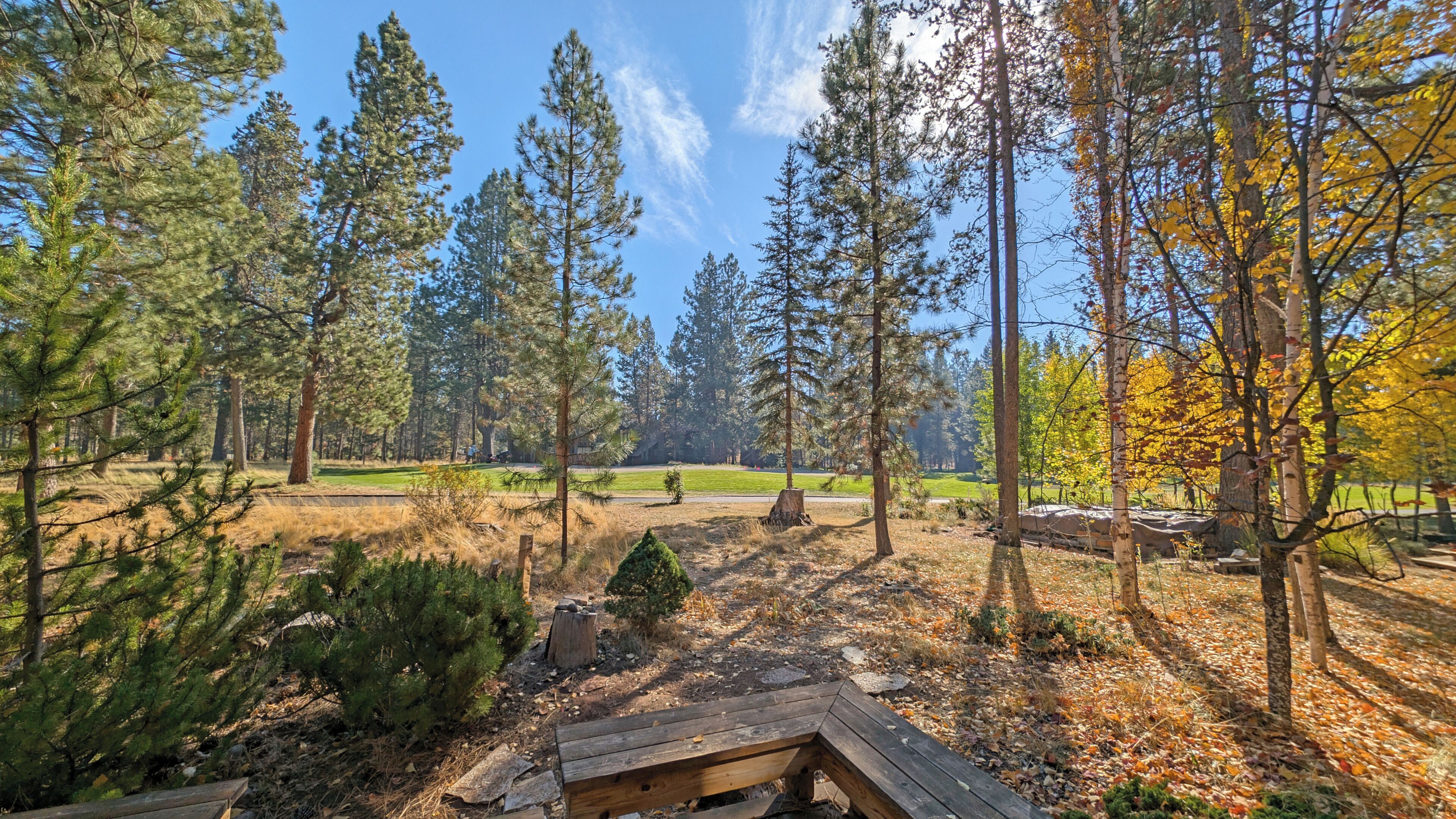 A forested campground with a wooden bench, tall trees, and a clear sky.