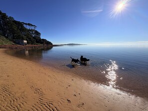 A beach with a clear sky, calm water, and a few dogs near the water's edge.