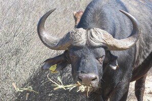 Game viewing - Quagga Lodge (Velddrif)