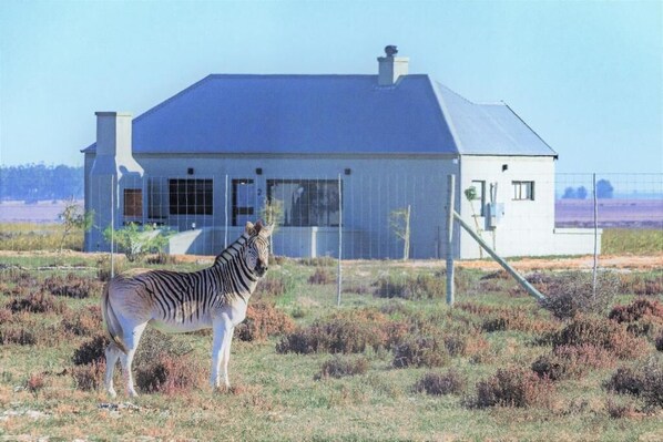 Uma zebra em uma área cercada, com uma casa ao fundo.
