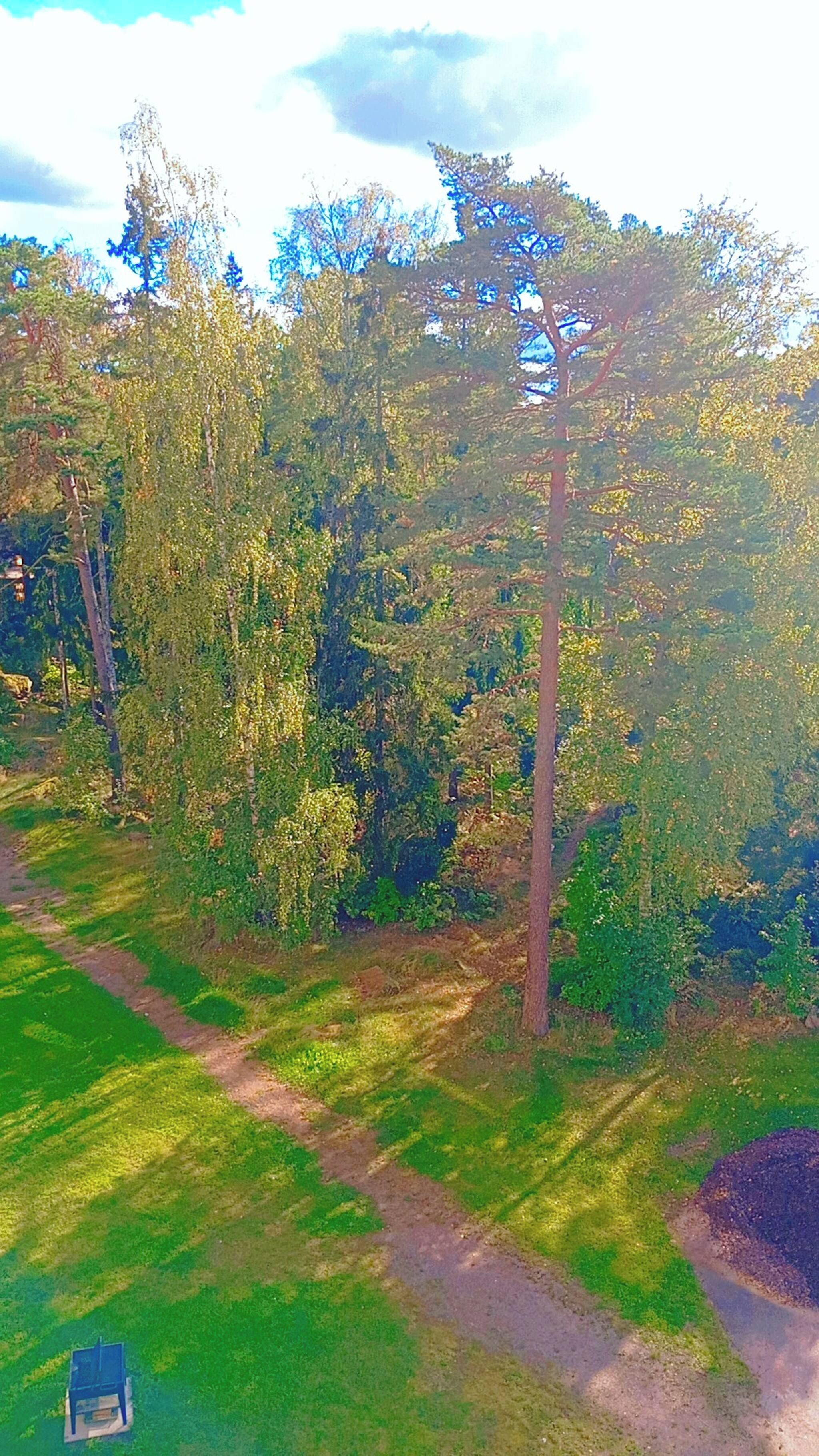 Une zone boisée avec un sentier de terre.