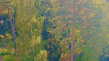 Un área boscosa con un sendero de tierra.