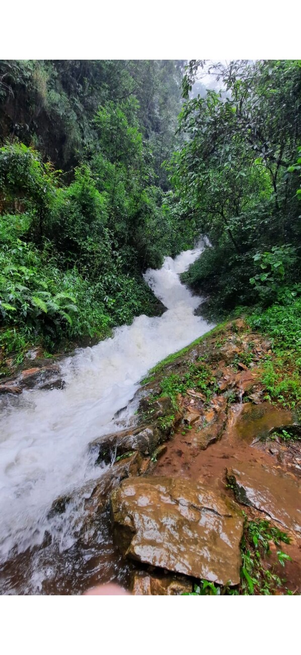 A natural waterfall in a lush, green forest setting.