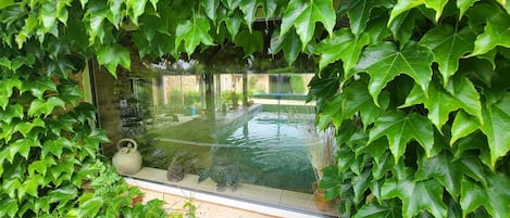 A heated pool