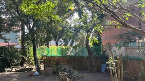Een tuin met verschillende planten en bomen, een stenen muur en een persoon die in de buurt van de muur staat.