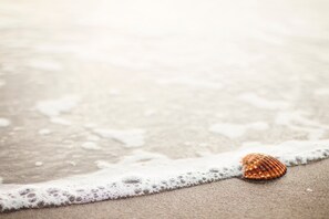 Una spiaggia con una sola conchiglia sulla sabbia, vicino alla riva.