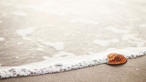 Escena de playa con una sola concha sobre la arena, cerca de la orilla.