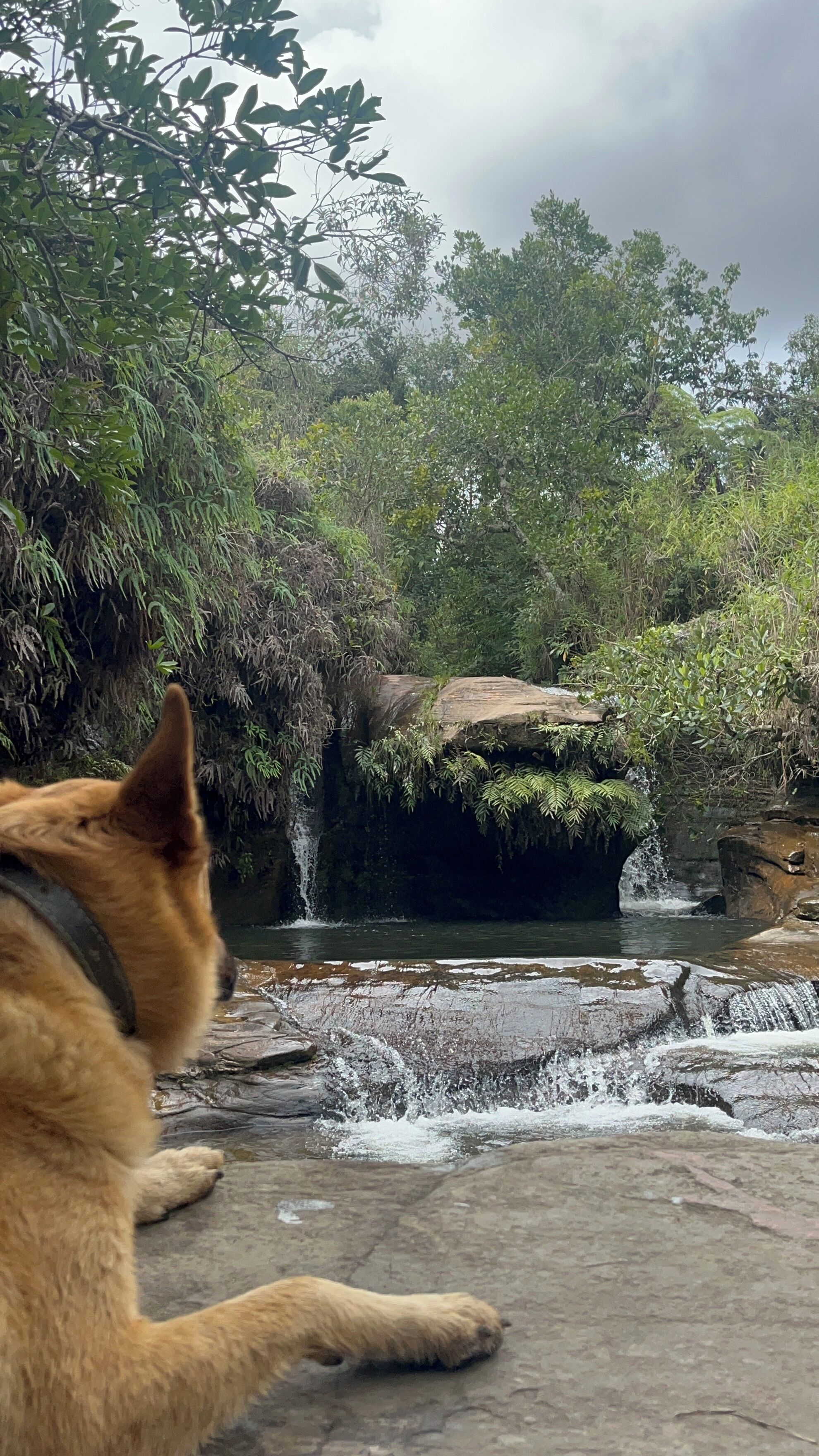 Tenda, pemandangan kebun | Ramah hewan peliharaan