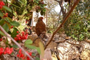 Un poulet dans un jardin avec des rochers et des plantes.