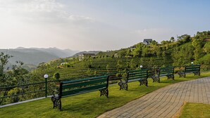 Una vista panorámica de una plantación de té, con bancos verdes a lo largo de un camino pavimentado.