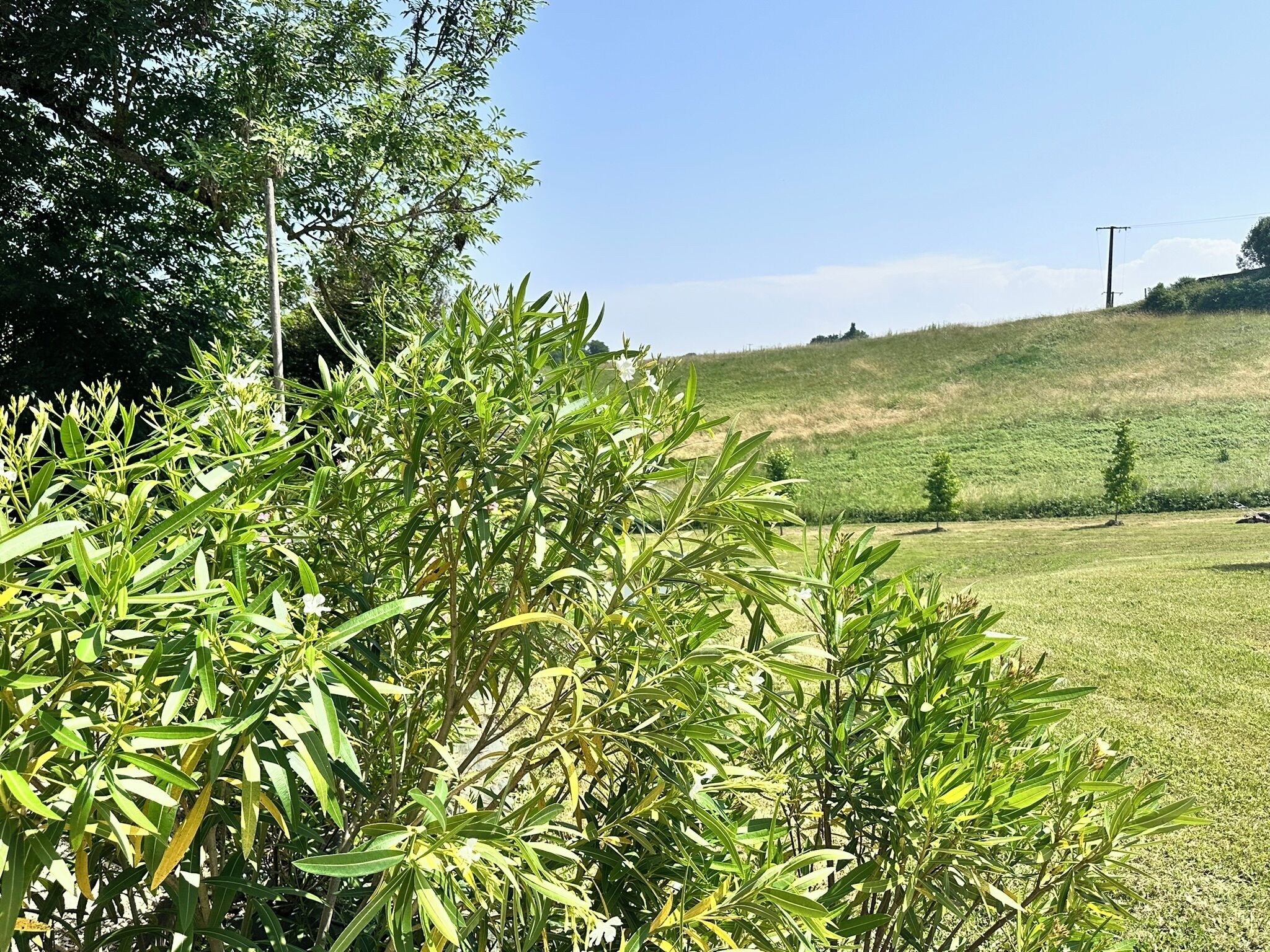 A grassy field with a hill in the background and a tree in the foreground.