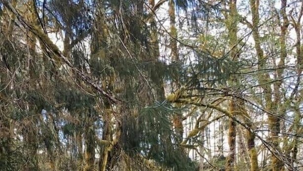 Ein abgelegener Sitzbereich im Freien mit Holzsitzen und -tischen, umgeben von dichtem Baumbestand und einer Wiese.