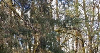 Tranquil Cabin 3 “Pine” | Riverside | Near Olympic NP