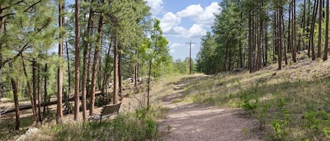 A forested area with a dirt path, a bench, and a utility pole.
