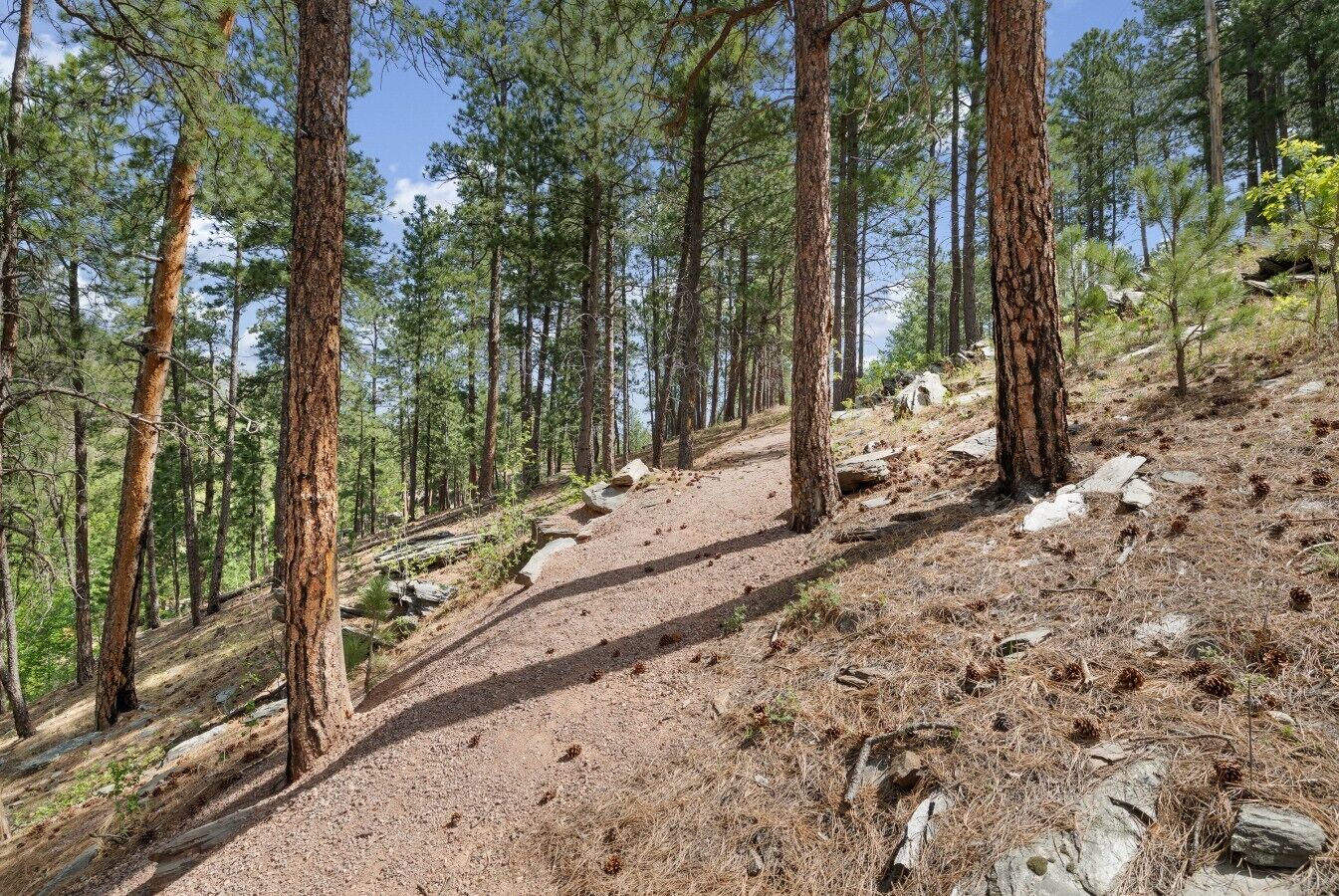 Un sendero para excursionismo arbolado, con árboles y rocas.