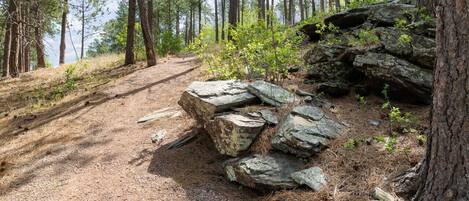 A forested area with a dirt path, rocks, and trees.