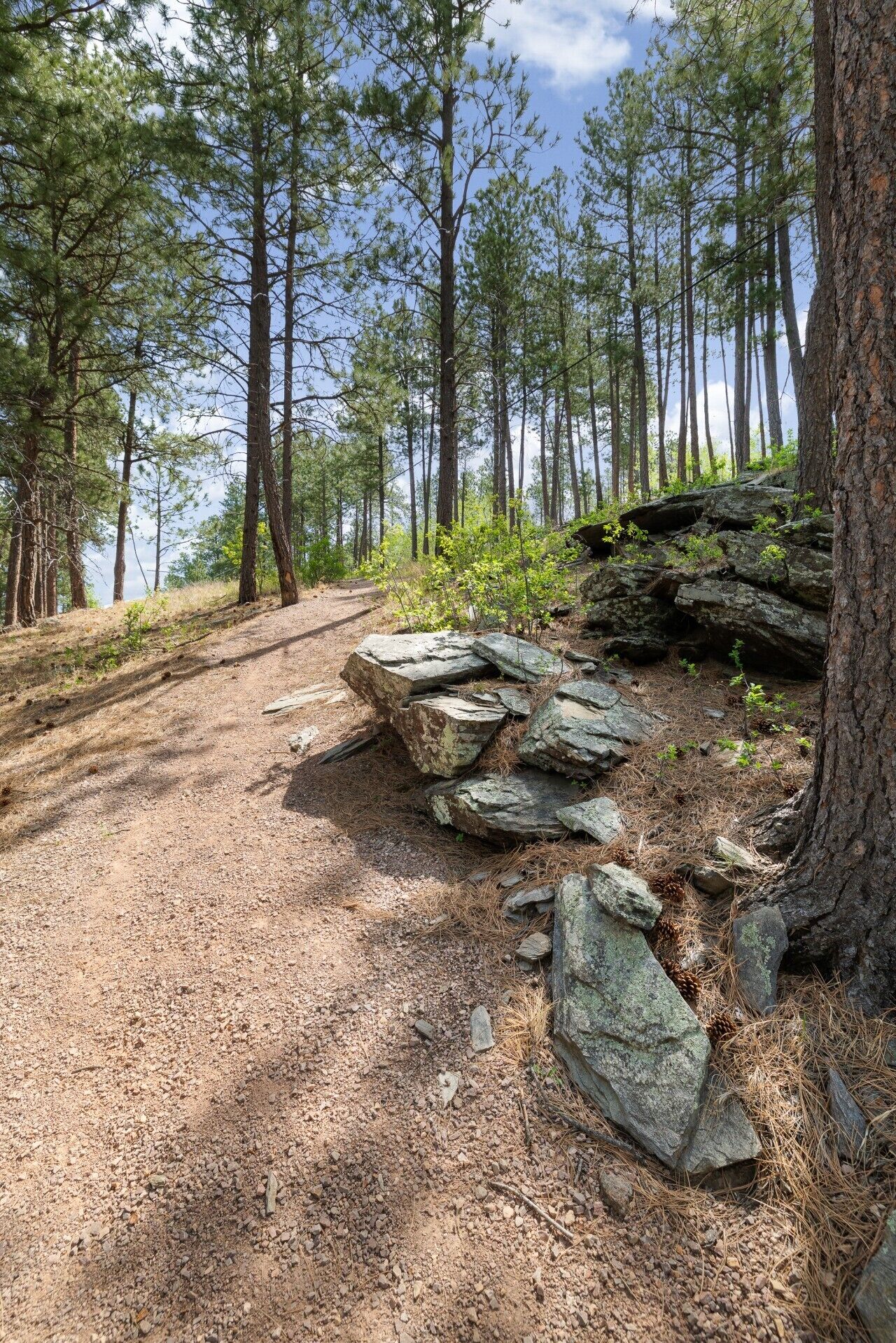 Un área boscosa con un sendero de tierra, rocas y árboles.