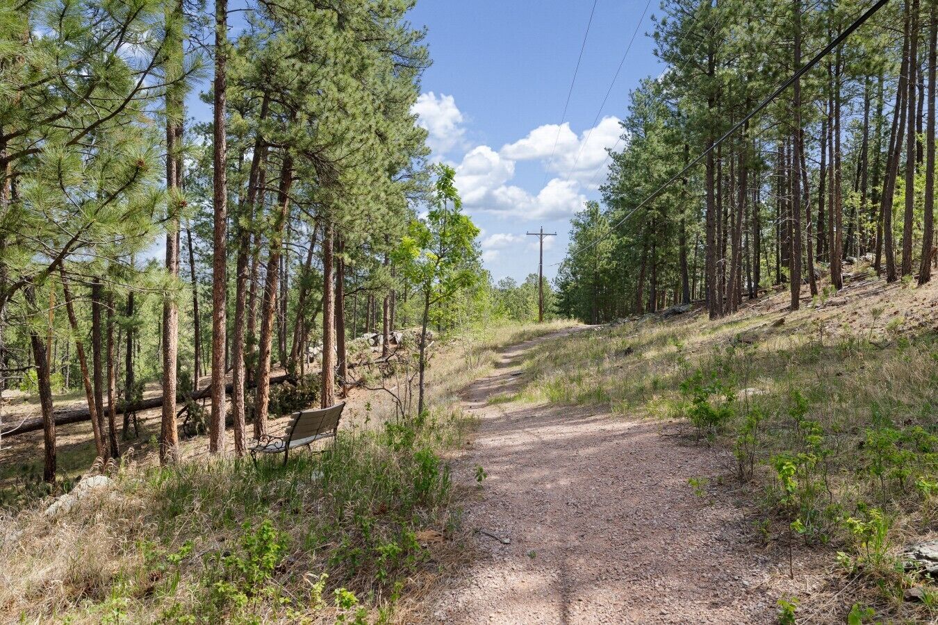 A forested area with a dirt path, a bench, and a utility pole.
